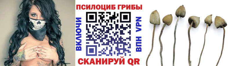 Псилоцибиновые грибы Magic Shrooms  купить  цена  Грязи 
